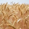 Aizliegts Krievijas un Baltkrievijas graudu imports Latvijā